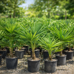 Palma konopná (Trachycarpus fortunei) - výška 60-80 cm, výška kmeňa 10-15 cm, kont. C10L (-17°C)